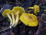 Cantharellus appalachiensis image