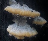 Fomitopsis spraguei image