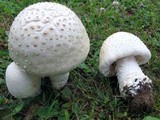 Amanita rubescens var. rubescens image