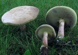 Caloboletus inedulis image