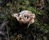 Hydnellum aurantiacum image