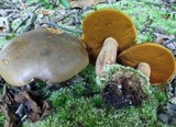 Boletus vermiculosoides image
