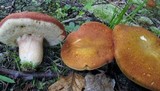 Xanthoconium affine image