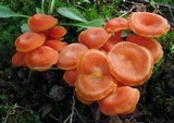 Hygrocybe miniata image