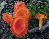 Hygrocybe miniata image