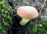 Boletus illudens image