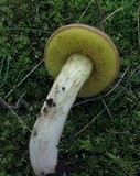 Boletus illudens image