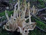 Clavaria rubicundula image