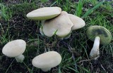 Boletus pallidus image