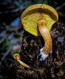 Gymnopilus allantopus image