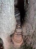 Ganoderma australe image