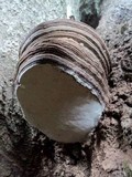 Ganoderma australe image