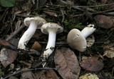 Hygrophorus agathosmus image