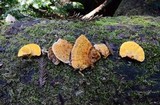 Pycnoporellus fulgens image