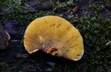 Pycnoporellus fulgens image