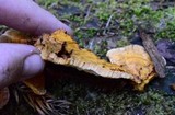 Pycnoporellus fulgens image