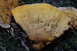 Pycnoporellus fulgens image
