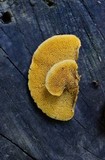 Pycnoporellus fulgens image