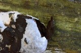 Reticularia lycoperdon image