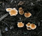 Hygrophoropsis aurantiaca image