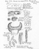 Dencoeliopsis johnstonii image