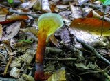 Ganoderma curtisii image