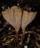 Podoscypha petalodes ssp. floriformis image