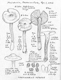 Cortinarius vernus image