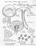 Cortinarius hinnuleus image