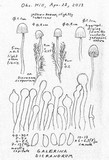 Galerina dicranorum image