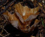 Podoscypha petalodes ssp. floriformis image