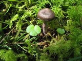 Cortinarius vernus image