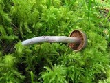 Cortinarius vernus image