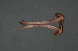 Cortinarius vernus image