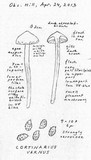 Cortinarius vernus image
