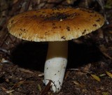 Russula acrolamellata image
