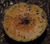 Russula acrolamellata image