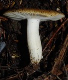 Russula acrolamellata image