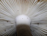 Russula acrolamellata image