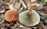 Phylloporopsis boletinoides image