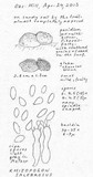 Rhizopogon salebrosus image