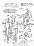 Tomentella badia image
