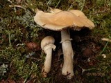 Cortinarius caperatus image