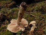 Cortinarius caperatus image