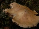 Cortinarius caperatus image