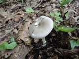 Amanita sect. Vaginatae image