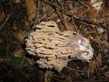 Ramaria fennica image