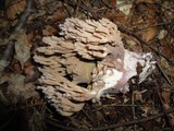 Ramaria fennica image