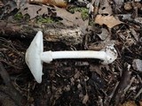 Amanita aestivalis image