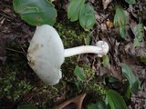 Amanita aestivalis image